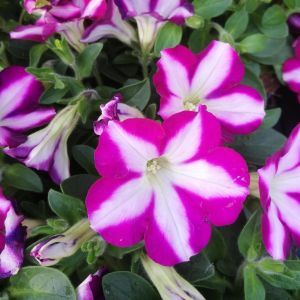 Petunia Stripe x 3
