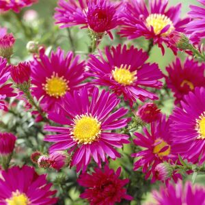 Aster novi belgii  Crimson brocade 9 cm