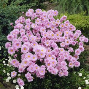 Aster novi belgii  Fellowship 9 cm