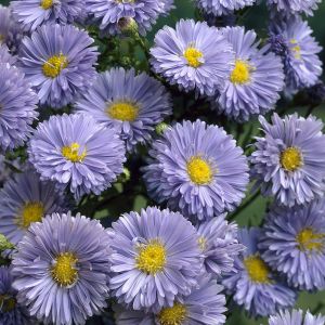 Aster novi belgii  Marie Ballard 9 cm