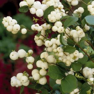 Symphoricarpos White Hedge 9 cm pot
