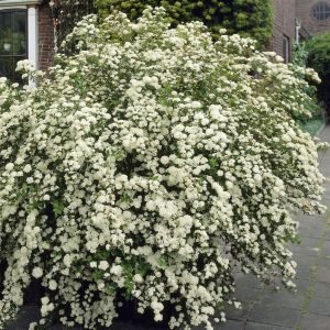 Spiraea nipponica Halwards Silver 9 cm p