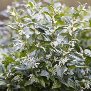 Sarcococca confusa 9 cm pot