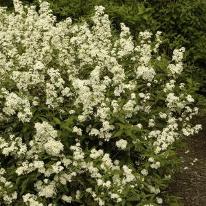 Deutzia Lemoinei 9 cm pot