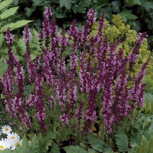 Salvia nemorosa Rose Queen 9 cm pot