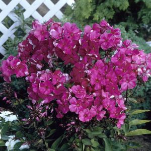Phlox paniculata Tenor 9 cm