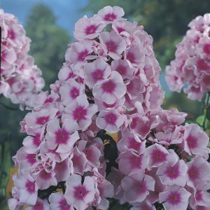 Phlox paniculata Bright Eyes 9 cm pot