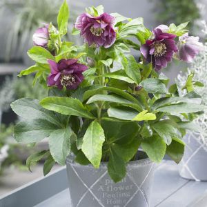 Helleborus or. dubbel EllenRed   9cm Pot