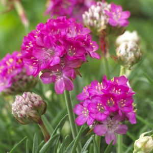 Armeria maritima Splendens 9 cm pot