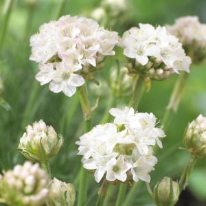 Armeria maritima Armeda White 9 cm pot