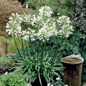 Agapanthus africanus Albus 9 cm pot