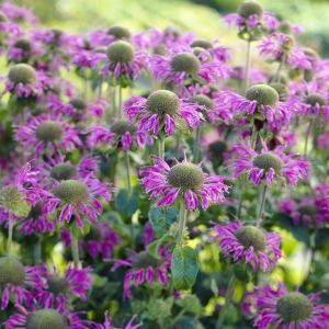 Monarda Parienacht 9 cm pot