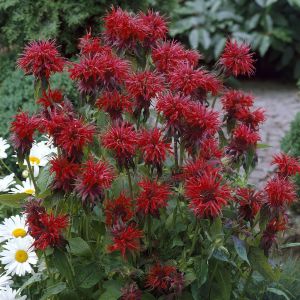 Monarda Cambridge Scarlet 9 cm pot