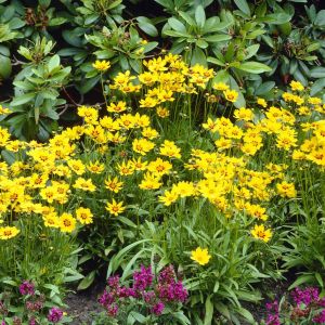 Coreopsis Grandiflorum Sonnekind 9 cm po