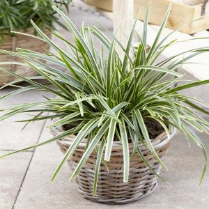 Carex morrowii Ice Dance 9 cm pot