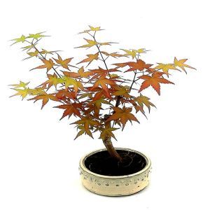 Bonsai Acer atropurpureum