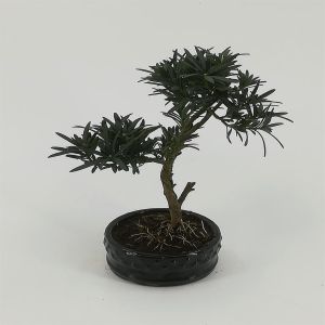 Bonsai Podocarpus 12 cm
