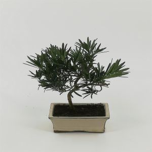 Bonsai Podocarpus 15 cm