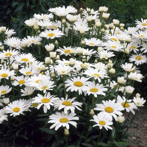 Leucanthemum Alaska 9 cm  pot