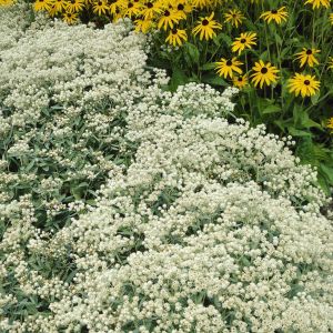 Anaphilis Triplinervis 9 cm pot