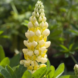 Lupine Gallery Yellow 9cm Pot