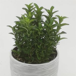 Euonymus japonicus Green Spire 15 cm pot
