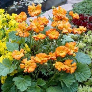 Geum coccineum Borisii P15