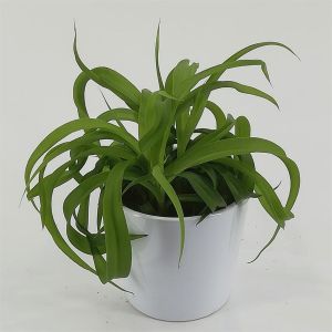 Chlorophytum comosum Green Bonnie