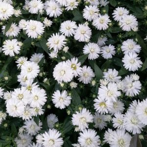 Aster novae belgii  White 11 cm