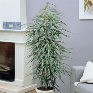 Ficus Binnendijkii Amstel King 27 cm pot