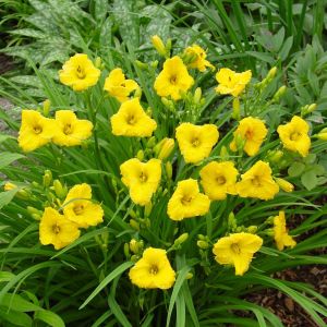 Hemerocallis Bacabana