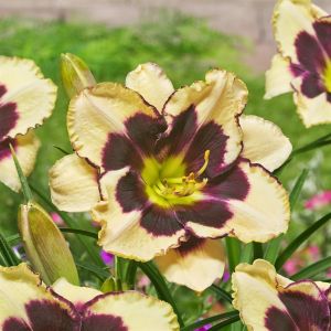 Hemerocallis Celebration Of Angels Bare