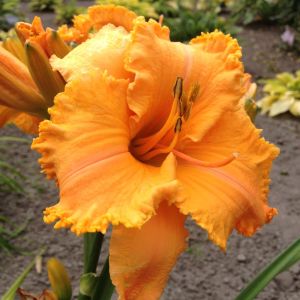 Hemerocallis Colonel Mustard