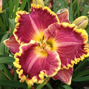 Hemerocallis Daria
