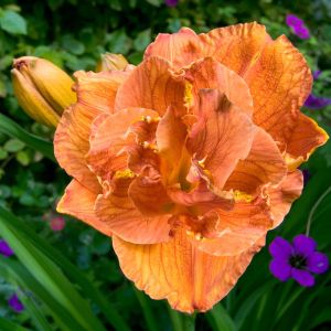 Hemerocallis Doublelicious