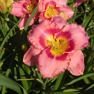 Hemerocallis Dress Pink
