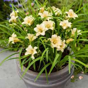 Hemerocallis EveryDaylily Cream Bare roo