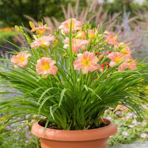Hemerocallis EveryDaylily Pink Cream Bar