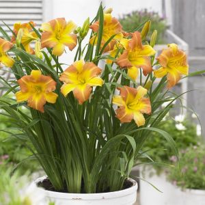 Hemerocallis EveryDaylily Punch Yellow B