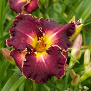 Hemerocallis Excellent