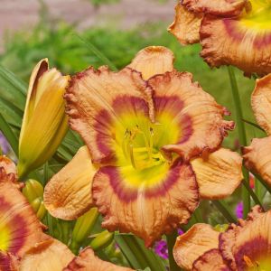 Hemerocallis Fruity Kiss
