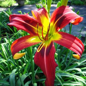 Hemerocallis Heavenly Mr Twister Bare ro