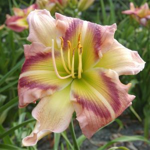 Hemerocallis Heavenly Pink Butterfly Bar