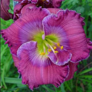 Hemerocallis Lavender Blue Baby Bare roo