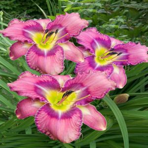 Hemerocallis Mildred Mitchell