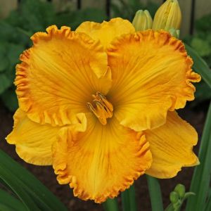 Hemerocallis Orange Nassau