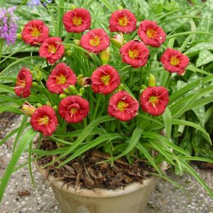 Hemerocallis Siloam Grace Stamile Bare r