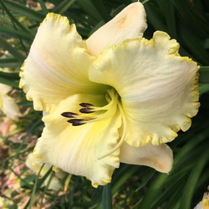 Hemerocallis Spacecoast White Out Bare