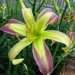 Hemerocallis String Bikini