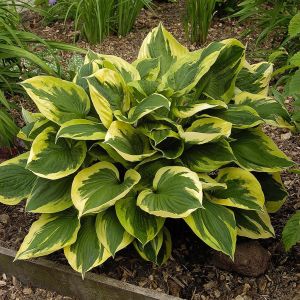 Hosta Anne